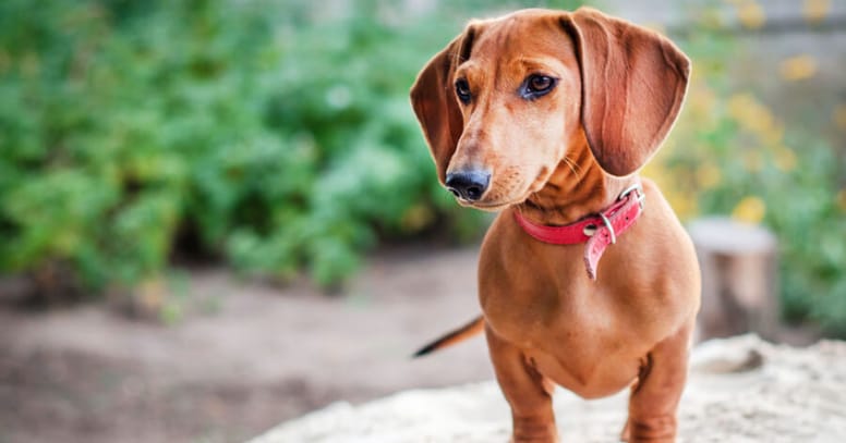 brown shorthaired dachshund