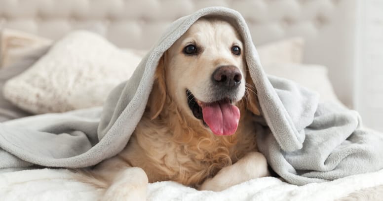 Golden retriever dog hiding under a blanket