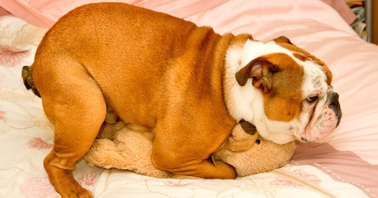 Bulldog humping toy