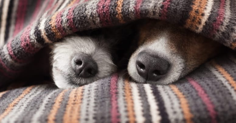 Two dog nose under a blanket