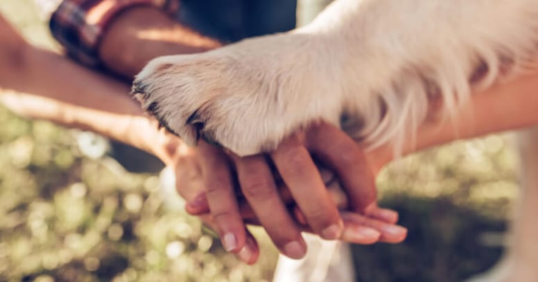 Human hands with a dog paw