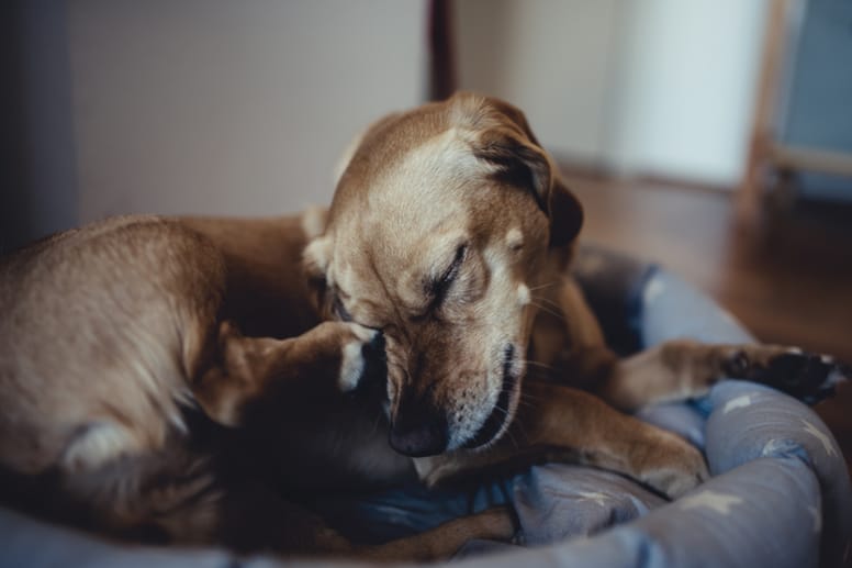 Dog with itchy skin