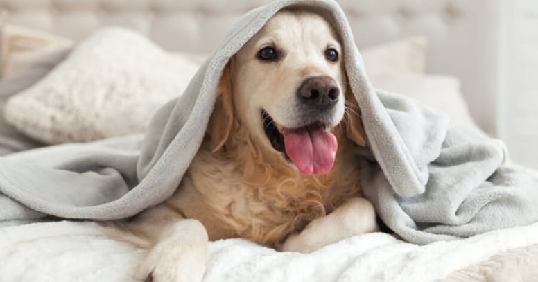 Dog lying in bed