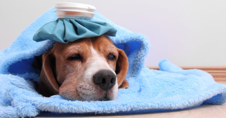 Dog with a cold bag on its head