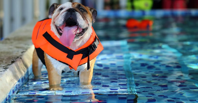 English bulldog wearing a life jacket