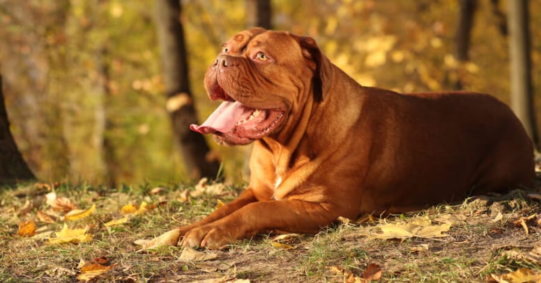 The Dogue de Bordeaux dog