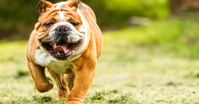 english bulldog running in grass