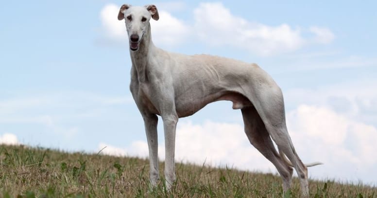 The Galgo dog