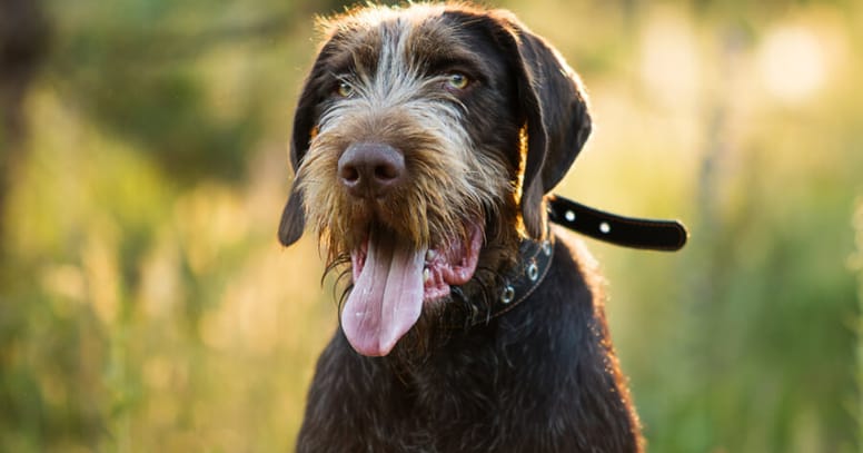 Wire haired dog: The German wire haired pointer