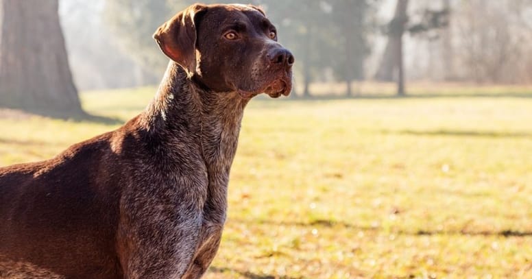 The German Shorthair pointer dog