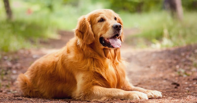 golden retriever