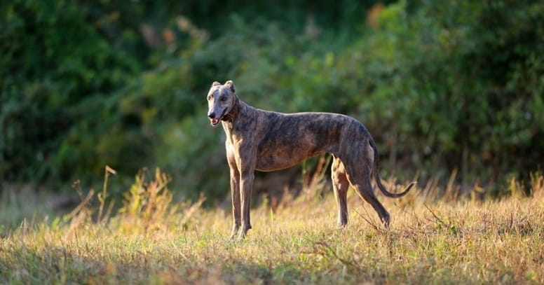 The Greyhound dog