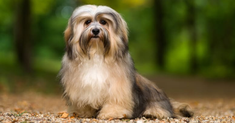 The havanese small dog breed