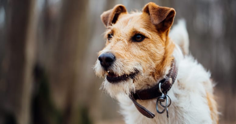 Wire haired dog: The Jack Russell Terrier