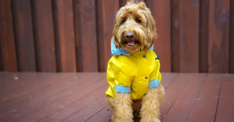 The Labradoodle ready to sail