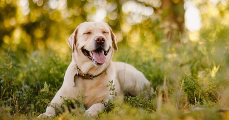 Golden labrador looking happy