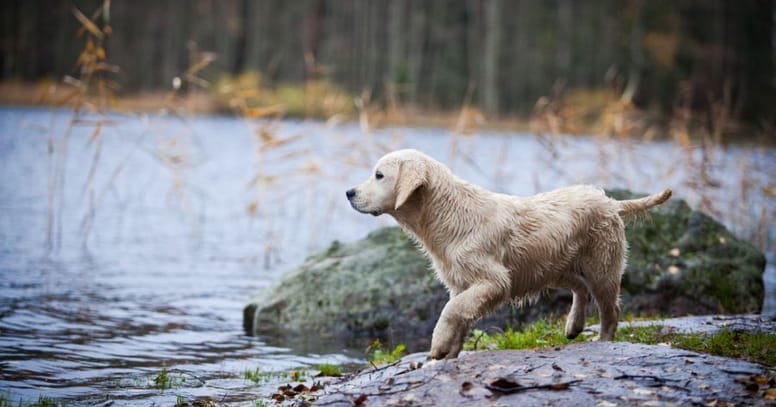 Labrador puppy by water