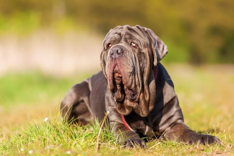 The Neapolitan Mastiff dog