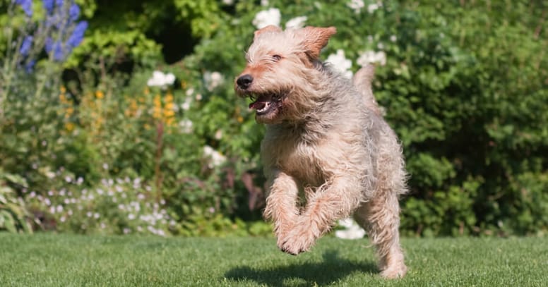 Wire haired dog: The Otterhound