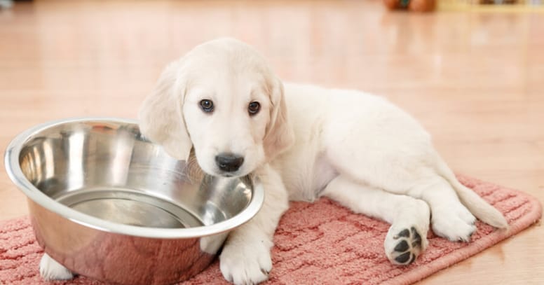 Labrador puppy waiting for his food