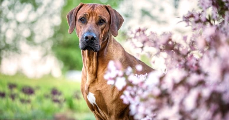 The Rhodesian ridgeback dog