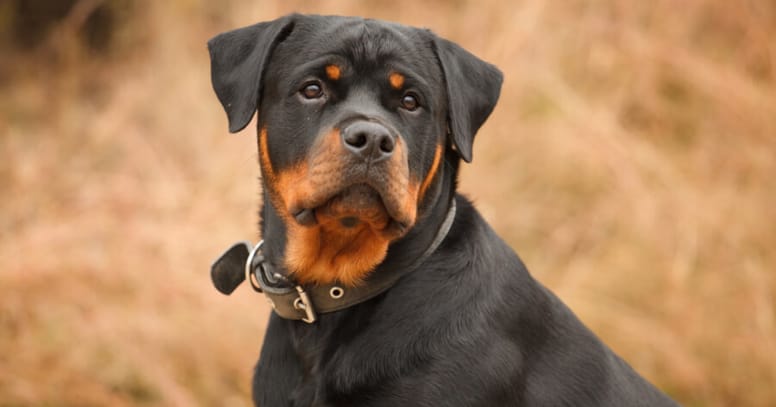 The Rottweiler dog