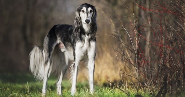 perro Saluki