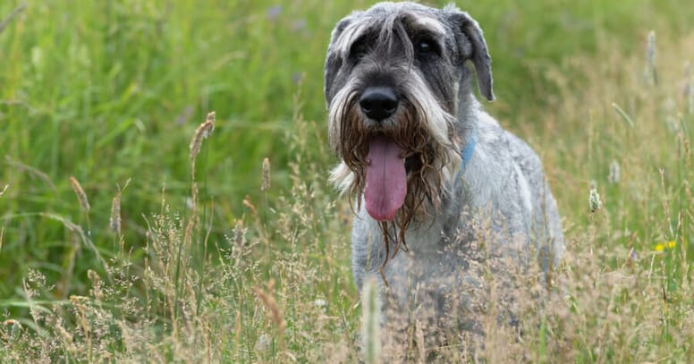 The miniature schnauzer dog