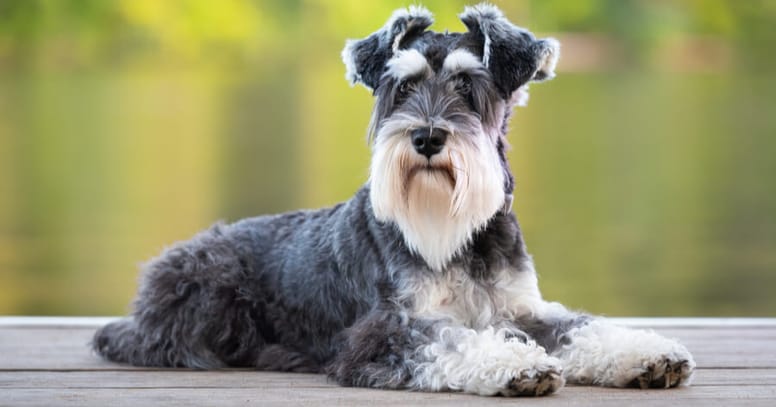 The Schnauzer dog 