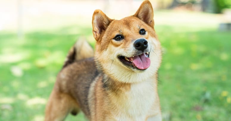 The Japanese Shiba inu small dog breed