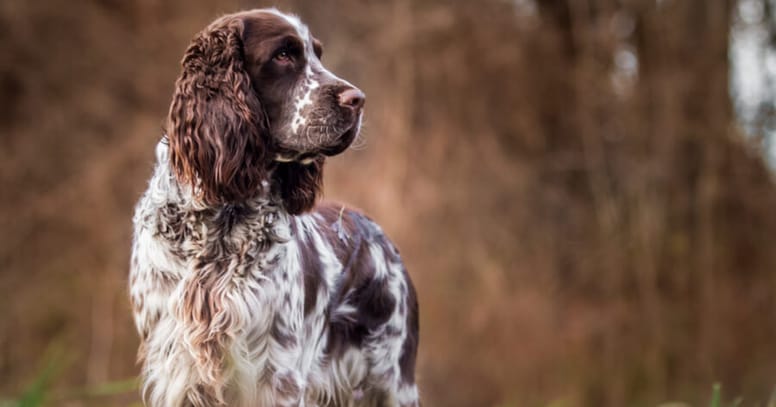 The Springer spaniel gun dog breed