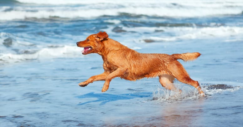 Brown Chesapeake bay retriever dog