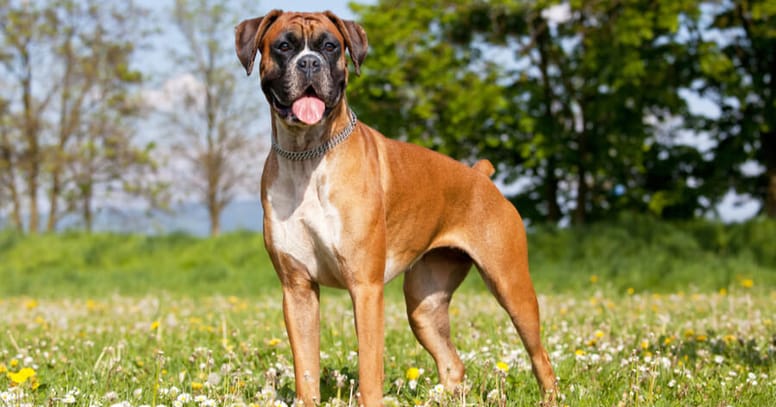 boxer standing in grass