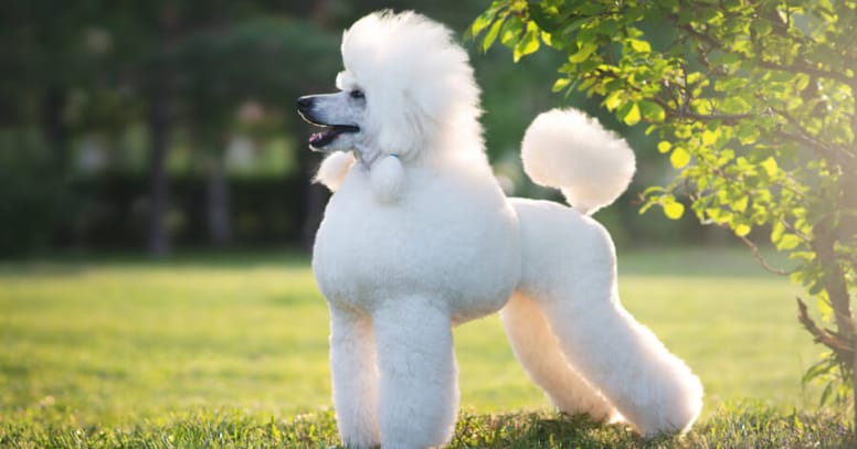 The Poodle dog