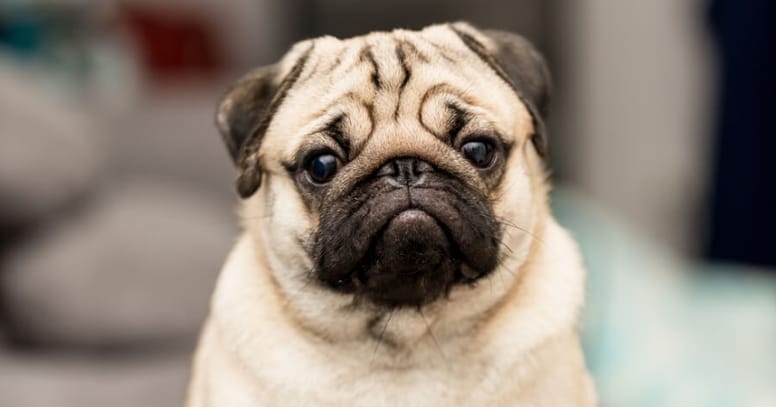 The Pug dog