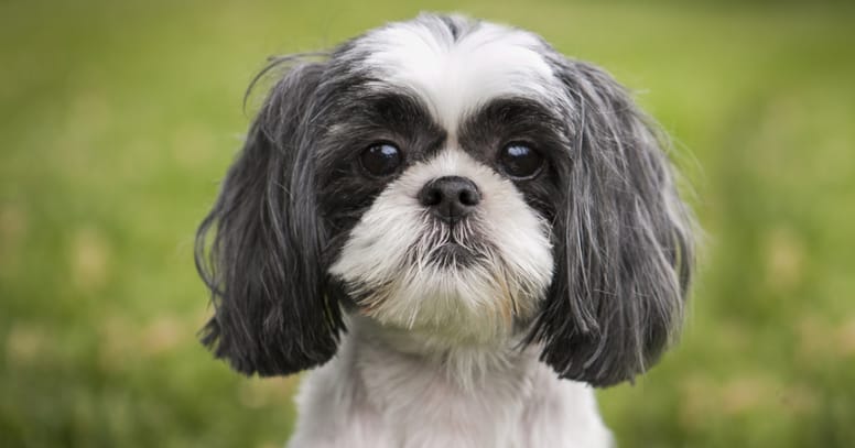 The Shi Tzu dog 