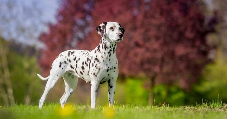 dalmatian standing in grass