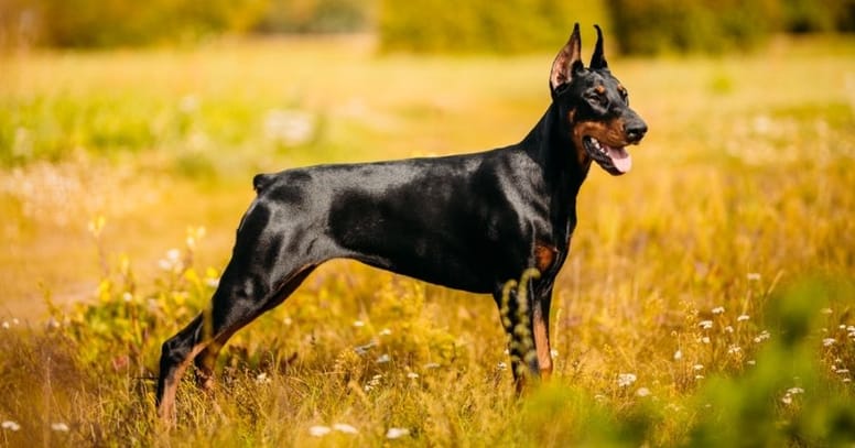 The Dobermann dog 