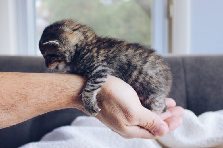 Baby kitten in a human's hand