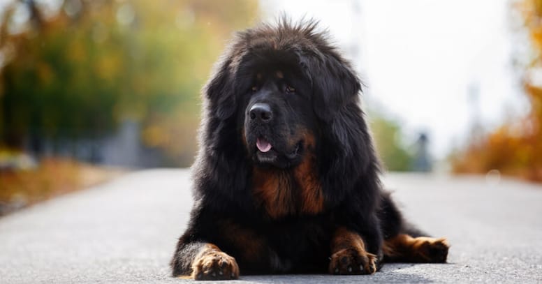 The Tibetan Mastiff dog