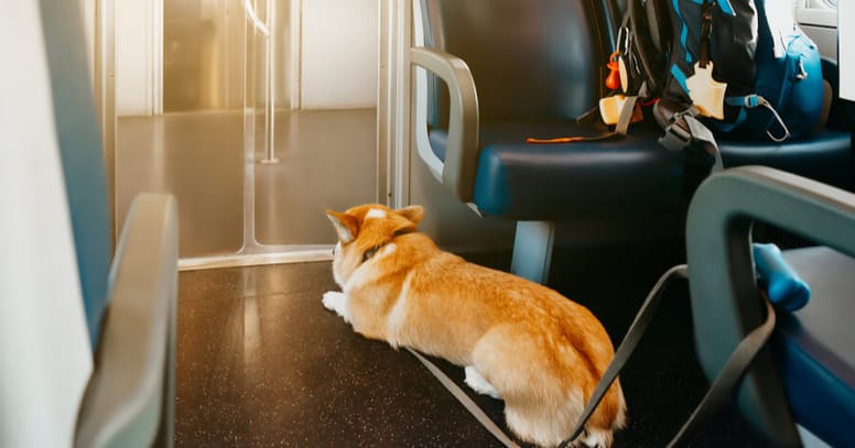 Corgi dog travelling in a train