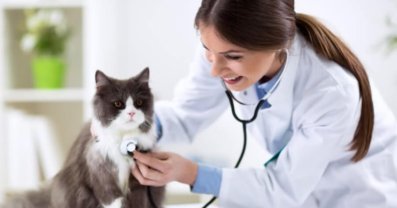 veterinarian with a cat