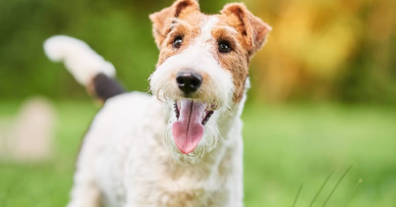 Wired hair dog: The Wire Fox Terrier