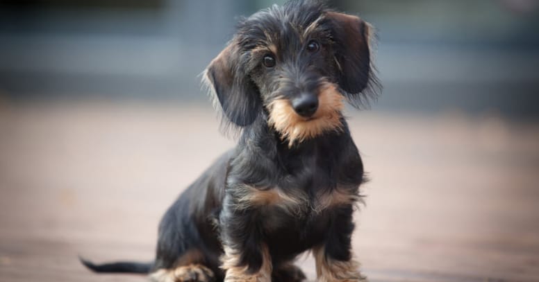 wire haired dog: Dachshund