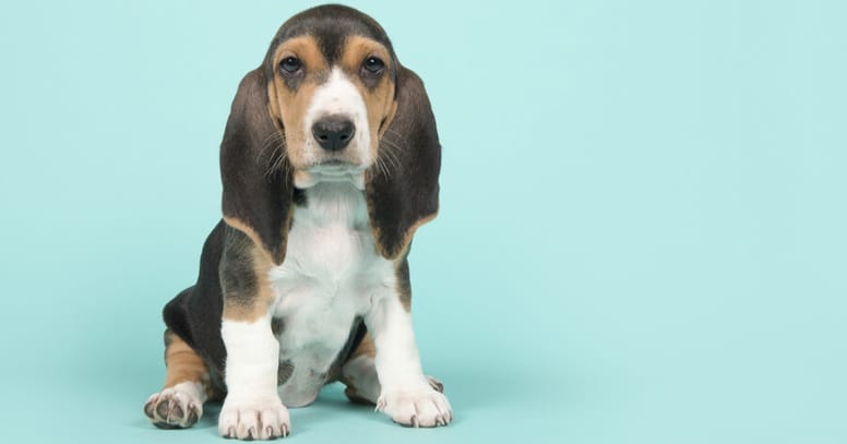 Französische Hunderasse Basset artésien normand