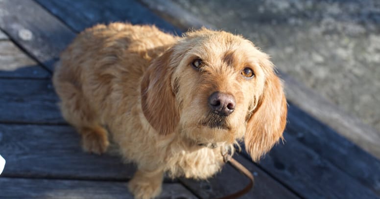 Französische Hunderasse Basset Fauve de Bretagne