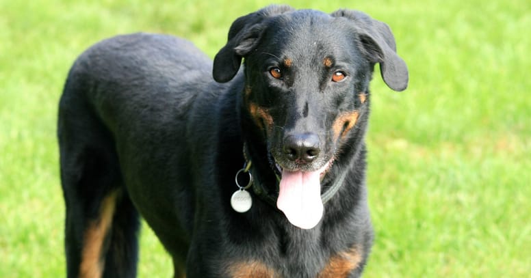 Französische Hunderasse Beauceron