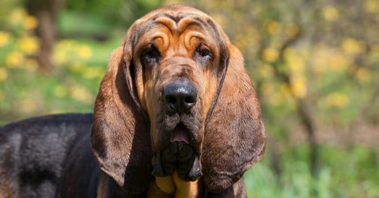 Bloodhound