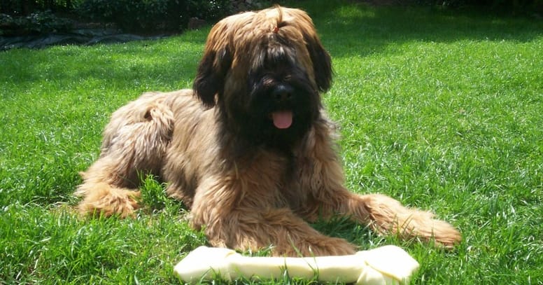 Französische Hunderasse Briard