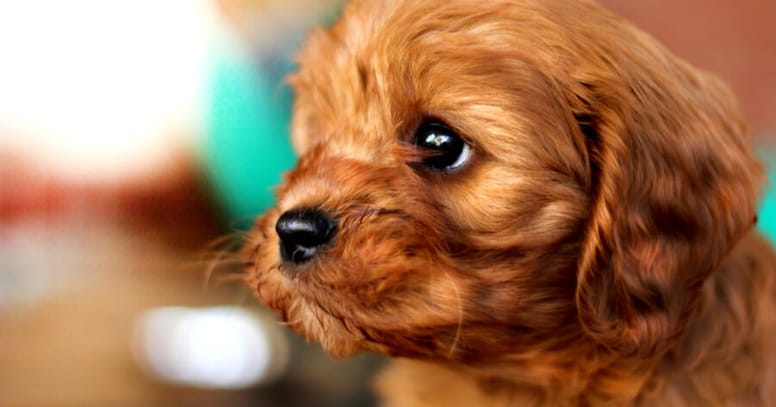 Cavoodle Welpe